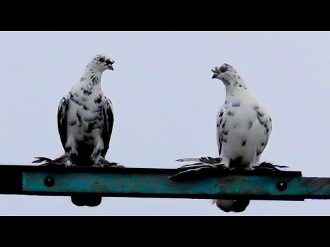 Видео: Где хорошие голуби? А они закрыты давно! Зимой гоняю брак под Ястреба!