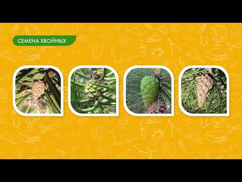 Видео: Размножение голосеменных