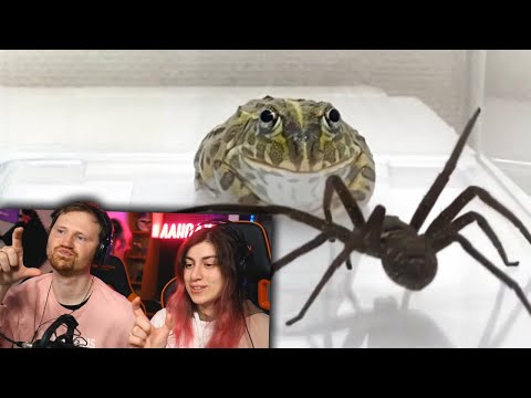 Видео: Вот на Что Способен Самый Опасный Паук в Мире | РЕАКЦИЯ на Smart Pizza