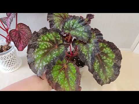 Видео: Бегонии, часть моей коллекции.🪴