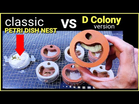 Видео: МУРАВЬИНАЯ ФЕРМА для НАЧИНАЮЩИХ | D-colony