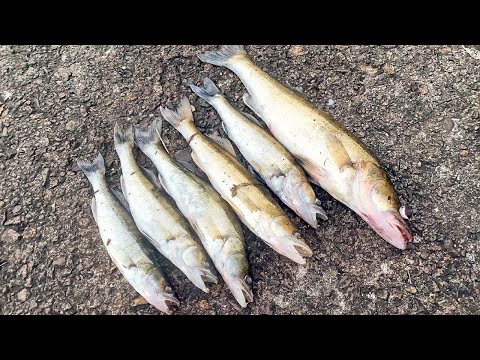 Видео: ЗРЕЛИЩНЫЕ АТАКИ СУДАКОВ НА ДОНКУ!!!/Донка на судака/Fishing ZANDER/Zandartu cope Lielupē 🎣