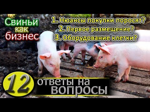 Видео: ЕСЛИ ТЫ РЕШИЛ ЗАВЕСТИ ПОРОСЯТ...