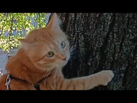 Видео: Рижулька на прогулянці. 27.09.25 року.