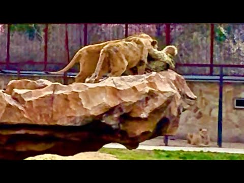 Видео: Люди на мостках ЗАМЕРЛИ от УЖАСА когда львы стали скидывать Олега Зубкова со скалы!!!