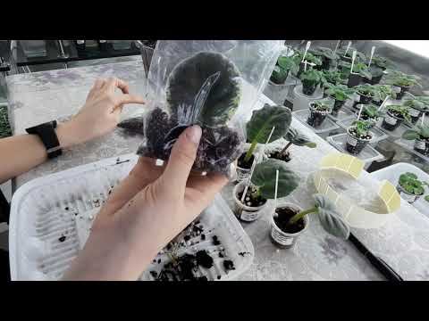 Видео: Лист фиалки долго не дает деток, что делать?