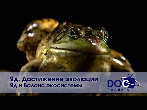 Видео: Яд. Достижение эволюции - Часть 2. Яд и баланс экосистемы-  Документальный фильм