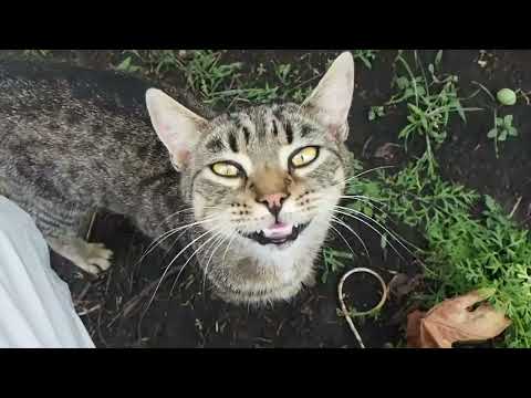 Видео: 009 Обзор молодого виноградника. Купил домик в городке.