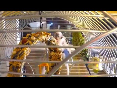 Видео: Мы купили попугая Снежу!