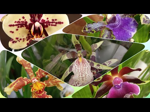 Видео: Невероятные орхидеи: Брассии, Зигопеталумы, Онцидиумы, Камбрии и 3 стеллажа фаленопсисов в Леманапро