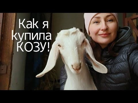 Видео: Как выбрать козу? Признаки удойной козы/Устройство козлятника/Мои рекомендации