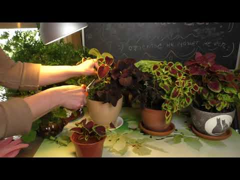 Видео: КОЛЕУСЫ размножение черенками  +Про растения с желтыми листьями