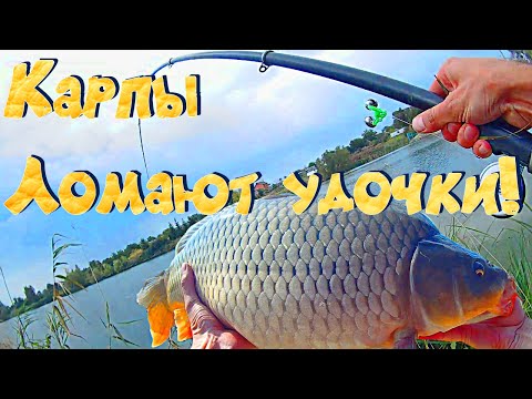 Видео: КАРП МОНСТР. Ломает удочки. Обрывает снасти. Рыбалка карповая на флэт #карп #рыбалка2023 #флэт