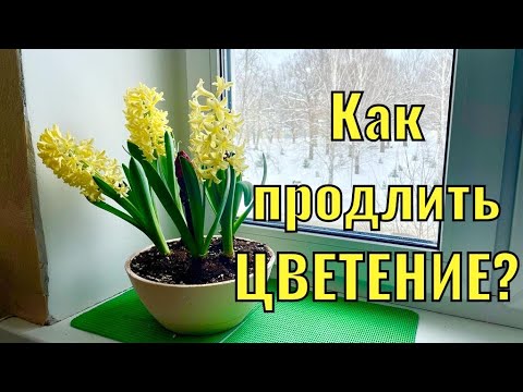 Видео: ГИАЦИНТ в Горшке - ПРОДЛИТЬ ЦВЕТЕНИЕ - как ухаживать?🌺