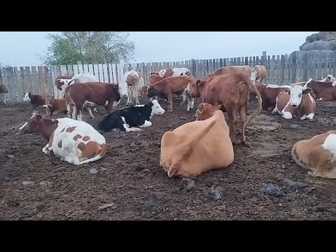 Видео: Ауыл тынысы.Сиырлар қойлар.