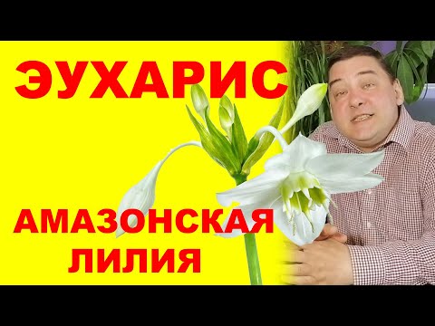 Видео: Эухарис Легкий уход в домашних условиях. Что любит амазонская лилия?