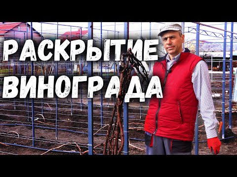 Видео: Раскрытие винограда.