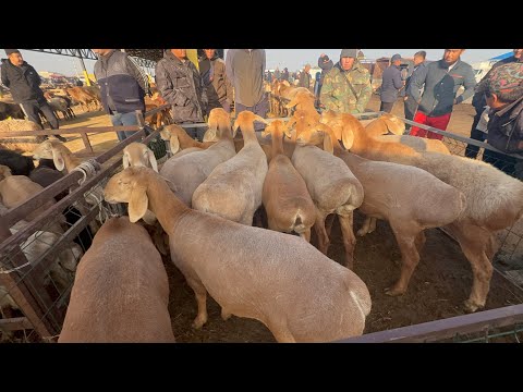 Видео: Кой базар сокулук мал базары 4- октябр 