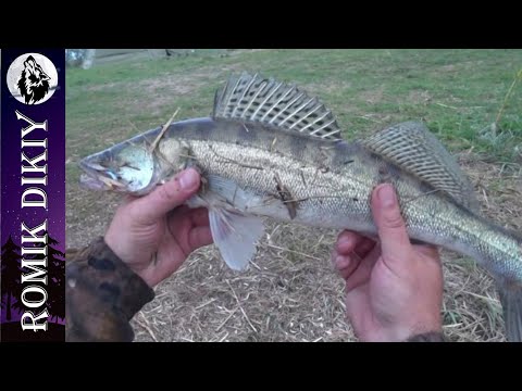 Видео: Бешеный клёв судака. Рыбалка спиннингом с берега. Май 2023г