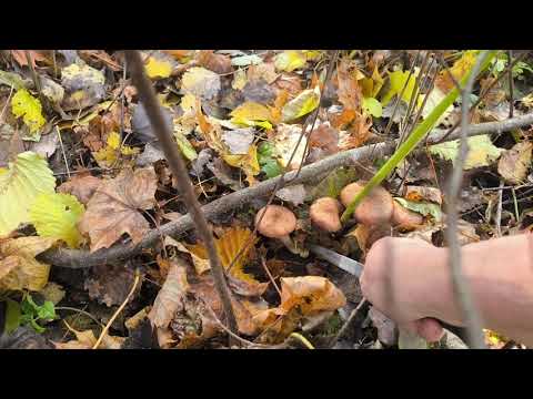 Видео: 31 жовтня а ми збираємо опеньки 