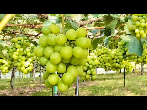 Видео: Японцы помешаны на фруктах | Фруктовая ферма: японский виноград Шайн мускат | Влог | HOKKAIDO