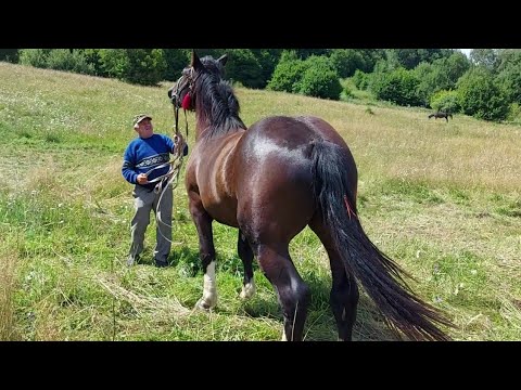 Видео: 🥁📢 Моцний жеребець Француз на продаж🪙💰💸 І дуже гарні лошиці😊🌺Потомство PERCHERONIB і PKZ👍💣🔥🎯💪