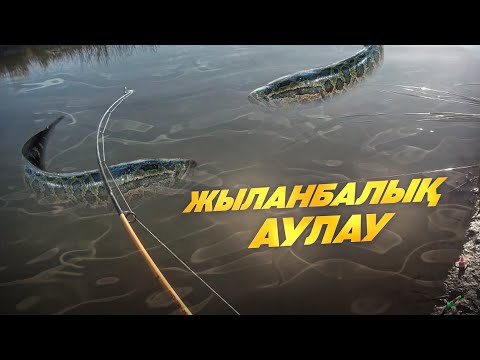 Видео: ЖАЗҒЫ БАЛЫҚ АУЛАУ. ЖЫЛАНБАЛЫҚ АУЛАУ. ( ПЕРЕЗАЛИВ ) ҚЫЗЫЛОРДА. БЕСТАМ