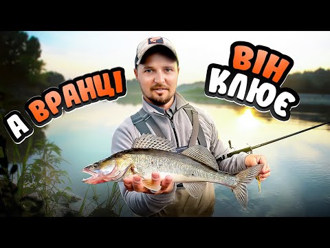 Видео: судаки ранкові на десні і дніпрі на джиг ріг влітку