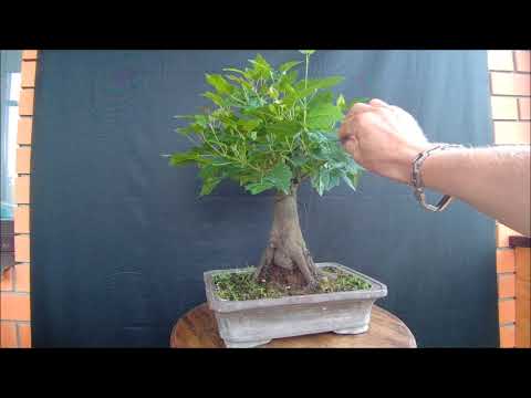 Видео: Бонсай клён татарский, черноклён 2 Bonsai acer tatáricum 2021 год лето