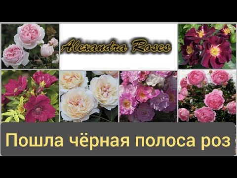 Видео: Питомник роз Александра. Блогерские Розы.  20 апреля 2023 г.