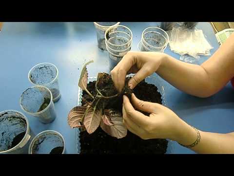 Видео: 🌼Выкапывание клубней глоксиний на продажу 🌼🌱How to grow gloxinia part №24