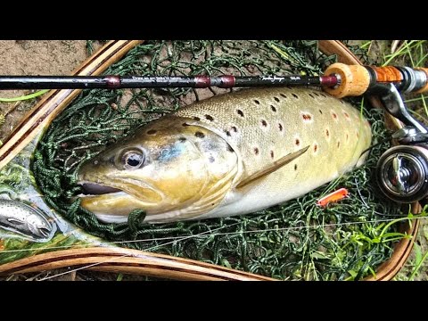 Видео: Июльское форелевое приключения в Карелии #fishing #рыбалка #ультралайт #впоискахпятен #ловляхариуса 