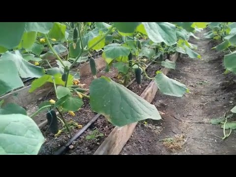 Видео: 2 октября 2021г. Первый сбор огурца Кибрия. Тепличный бизнес
