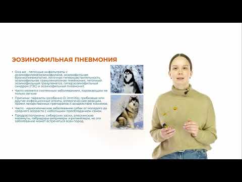 Видео: Интерстициальные болезни лёгких и патологии трахеи кошек и собак