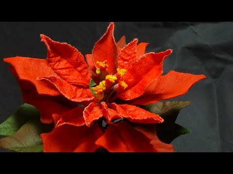 Видео: ПУАНСЕТТИЯ ИЗ ПОЛИМЕРНОЙ ГЛИНЫ ( Poinsettia Polymer Clay)