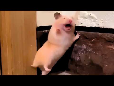 Видео: 1 КАДР НА МИЛЛИОН: Животные, которые внезапно стали звёздами камеры