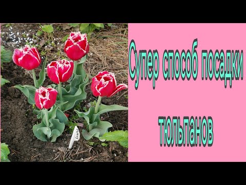 Видео: Супер способ посадки тюльпанов. Луковичные от ГАРШИНКИ.