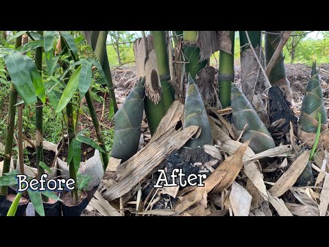 Видео: Выращивание бамбука черенкованием: лучший способ быстро и легко вырастить бамбуковые побеги (част...