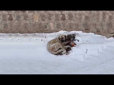 Видео: Пролежав в снегу 3 дня, собака беспомощно смотрела вслед каждой машине, но ни одна из них не