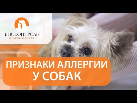 Видео: Аллергия у собак симптомы. 🐕 Как выявить симптомы аллергии у собак?