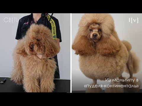 Видео: Из мальтипу в пуделя-континенталь на косметике Свети