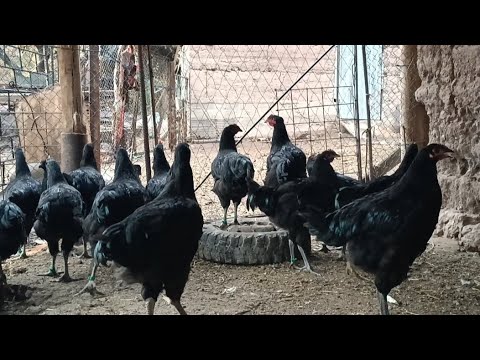 Видео: Жерси гигант төрт айлык короздор сатылат арзан баада 0504366696