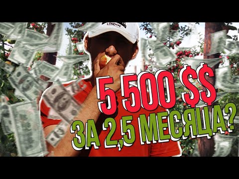 Видео: СКОЛЬКО Я ЗАРАБОТАЛ СОБИРАЯ ЯБЛОКИ? | Работа в Англии