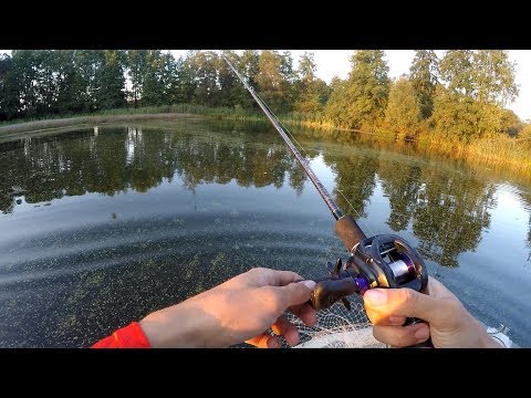 Видео: Мелководье Пруда ЗАБИТО ЩУКАМИ!!! (БЕЗОТКАЗНАЯ ПРИМАНКА!)