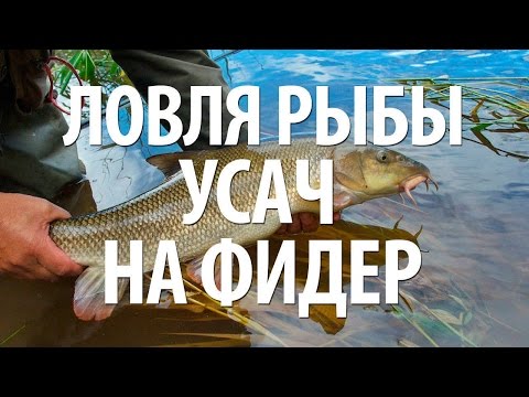 Видео: УСАЧ РЫБА - ЛОВЛЯ УСАЧА на ФИДЕР