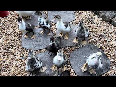 Видео: Милые утята терпеливо ждут угощения | Утиное семейство