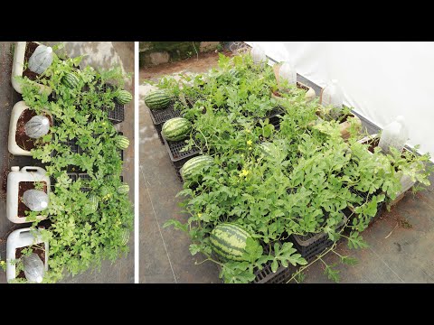 Видео: Вы будете без ума от этого метода выращивания арбуза дома.