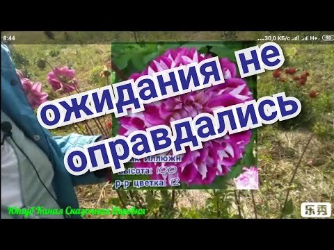Видео: Эти Георгины меня разочаровали. Ожидание/реальность.