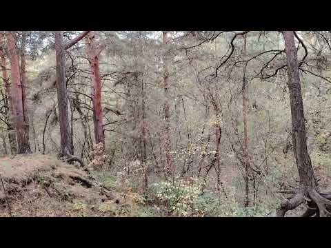 Видео: Далеко ли от начальника до культуры? Почему молчат люди?..