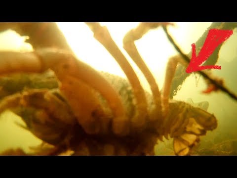 Видео: Раки сходят с ума от этого ЗАПАХА... Подводная съемка
